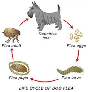 Flea Lifecycle